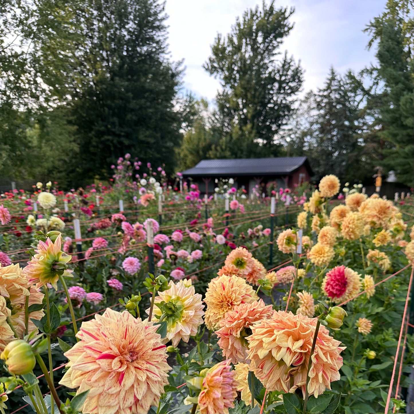 A vibrant flower bed filled with large dahlia blossoms in shades of peach, cream, pink, and red, with green foliage and the Petal Porch in the background among tall trees.