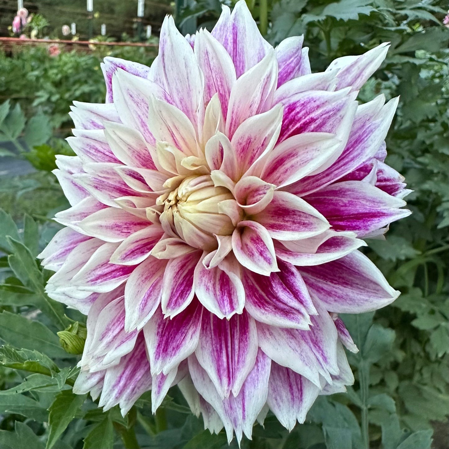 Close-range view of Sellwood Glory dahlia  blossom with dusky purple and white petals amidst lush, green foliage. 
