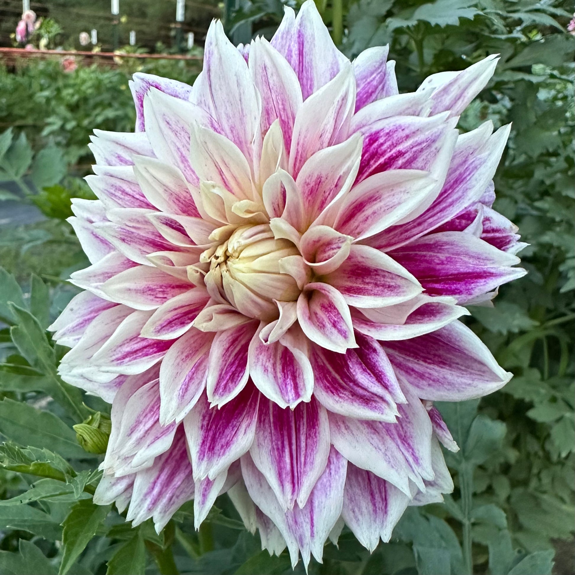 Close-range view of Sellwood Glory dahlia  blossom with dusky purple and white petals amidst lush, green foliage. 