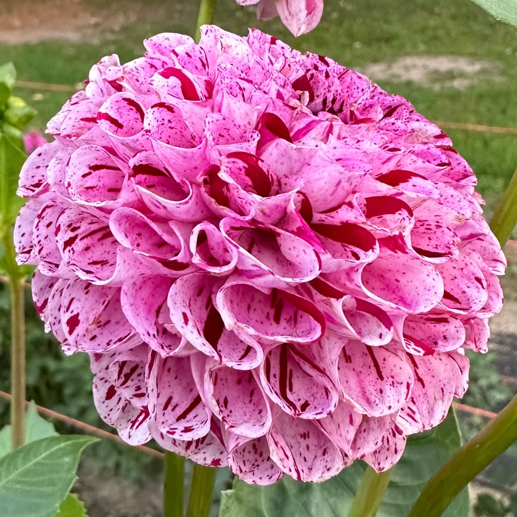 Close up of lavender and red variegated ball dahlia bloom, Snoho Les. 