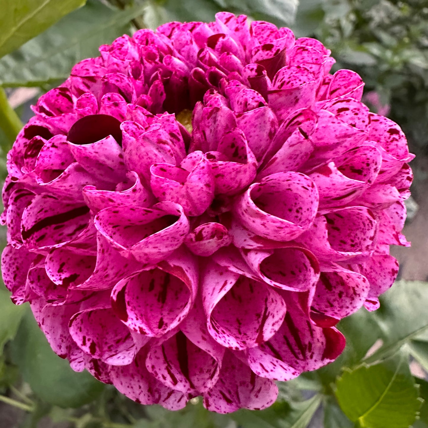 Zoomed-in view of Snoho Les, a variegated ball dahlia with purple/red petals. 