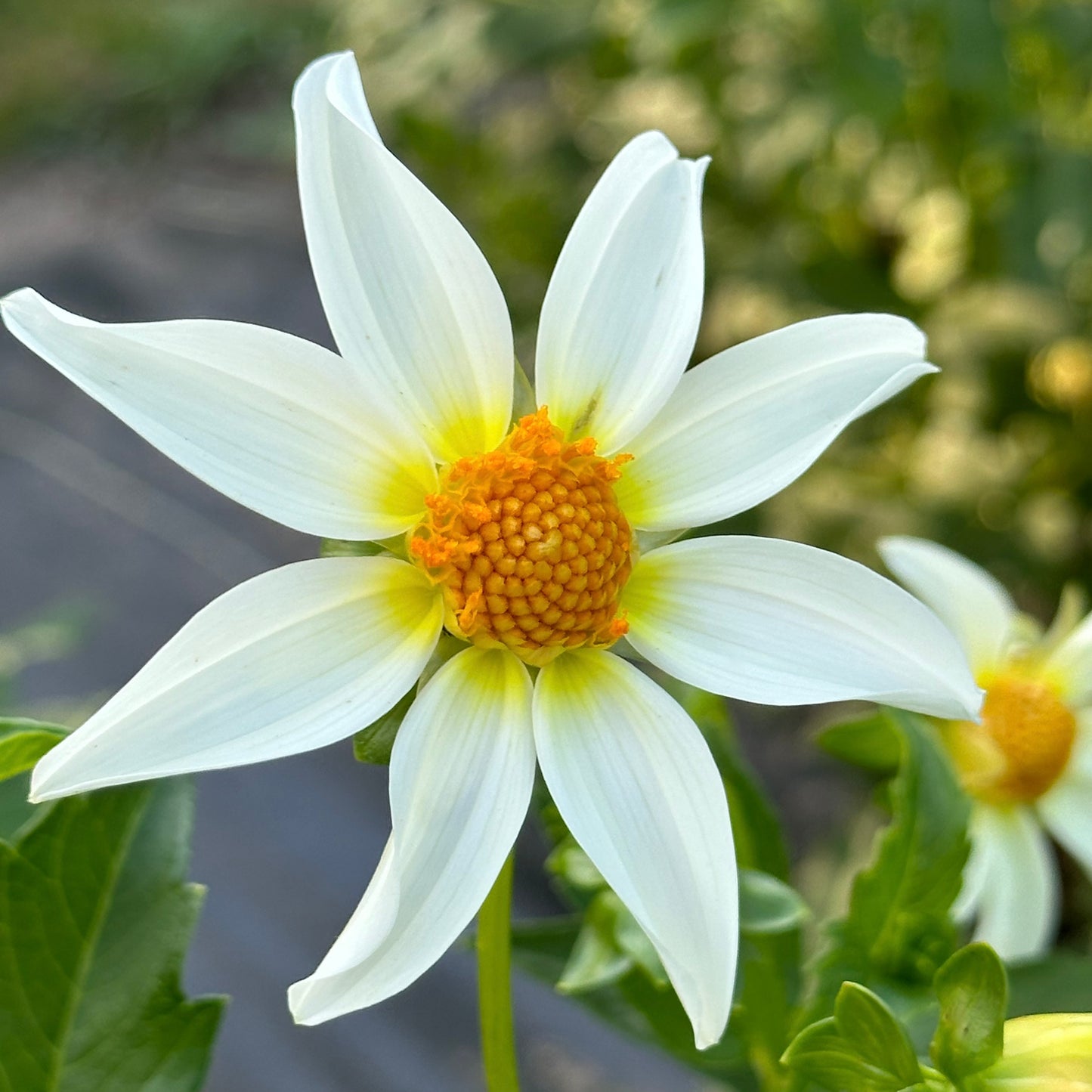 Up close view of Starchild with its crisp, clean, star-shaped blossom and bright yellow open-center. 