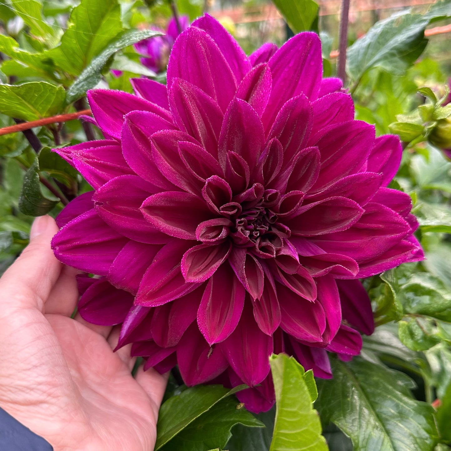 Brainy holding a large Thomas A Edison deep purple bloom surrounded by green foliage. 