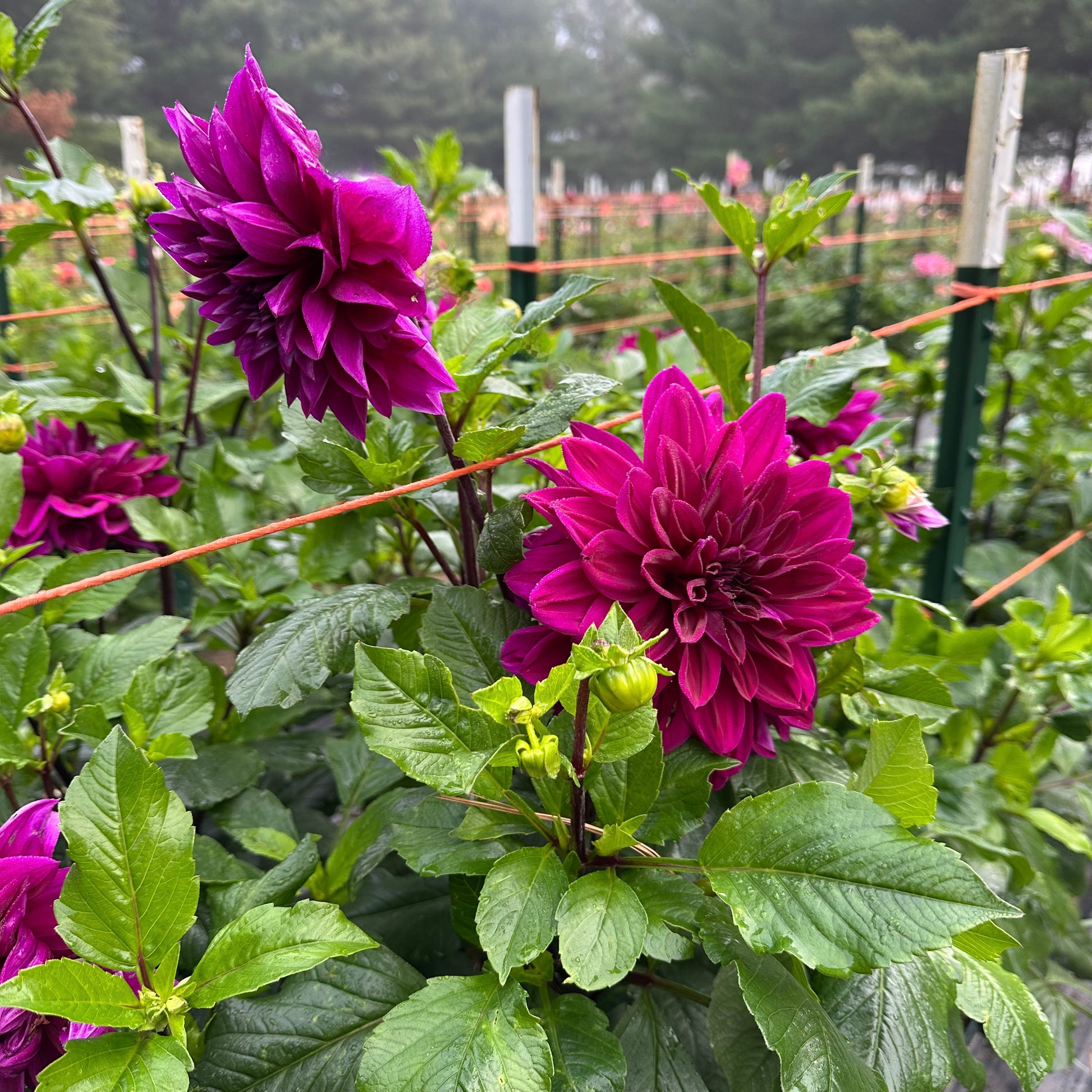 Large, deep purple blossoms of Thomas A Edison amidst lush green foliage in the field at Brainy and The Beard Bloomstead.