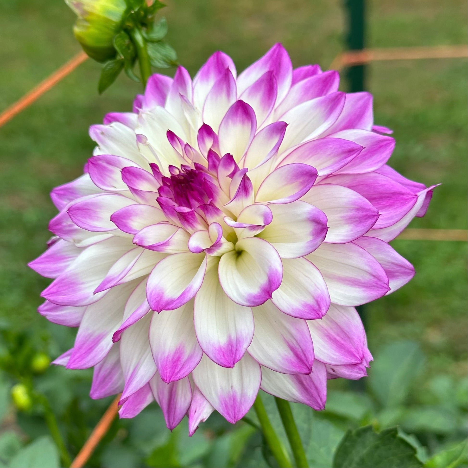 Tipsy dahlia, a delicate white flower highlighted by bold violet edges, blending subtlety with vibrance. 