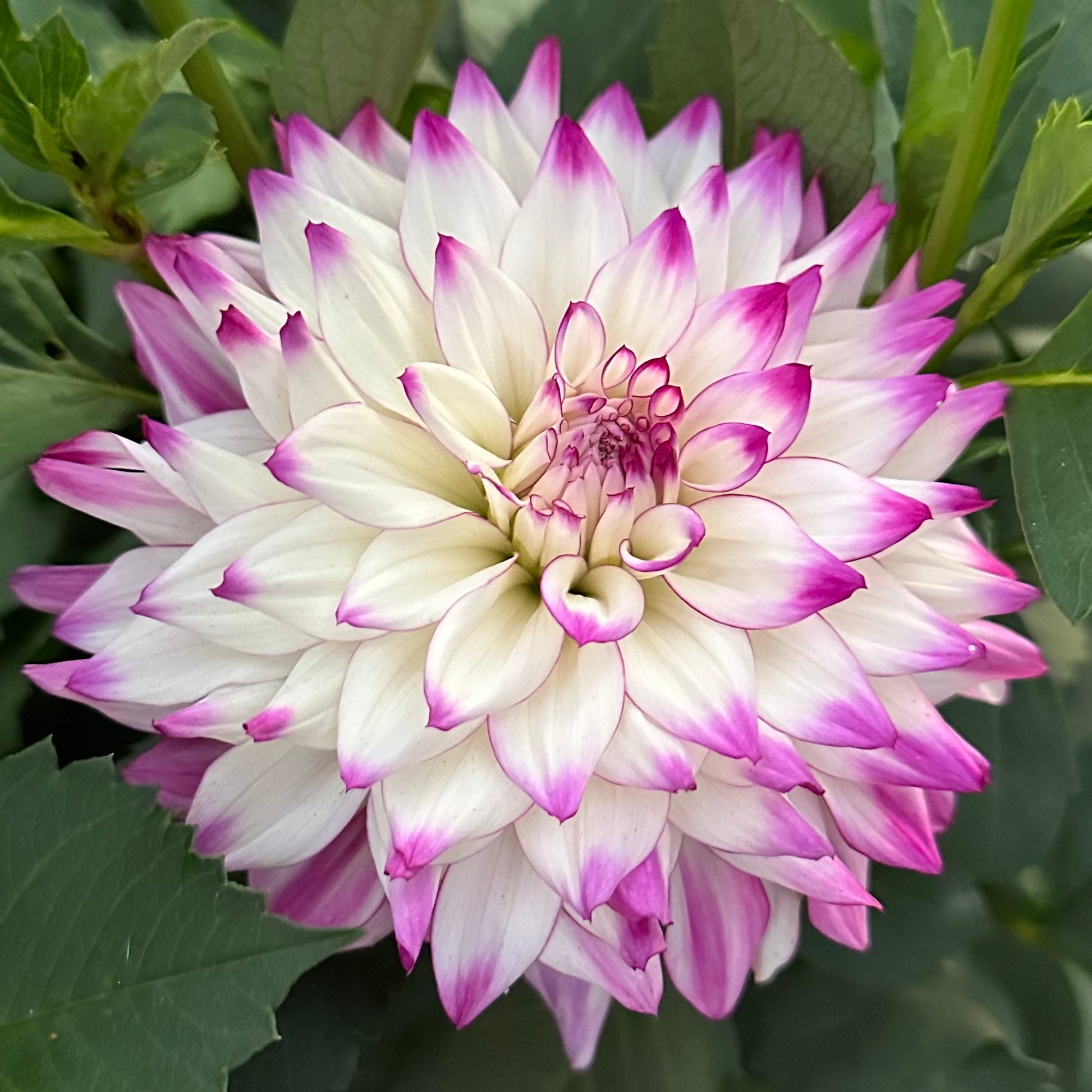 Up close view of Tipsy dahlia bloom featuring delicate white petals with bold violet edges, surrounded by dark green foliage. 