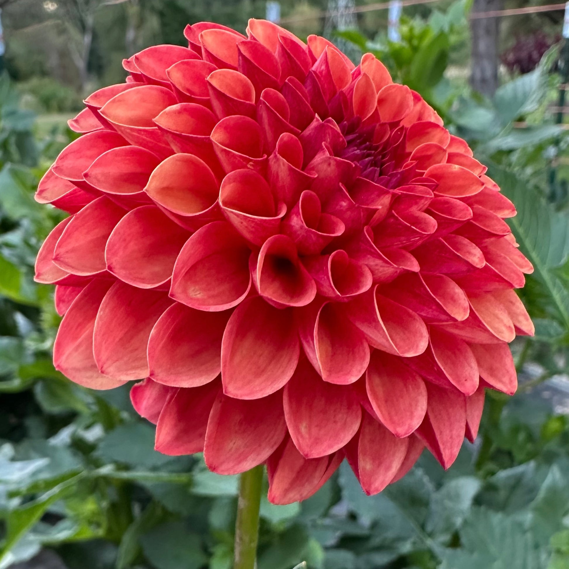 Close up of Valley Rust Bucket bloom, a bronze, red-orange mini-ball dahlia. 