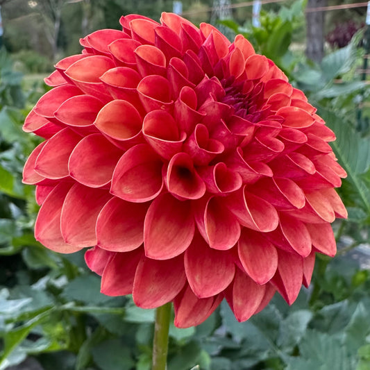 Close up of Valley Rust Bucket bloom, a bronze, red-orange mini-ball dahlia. 