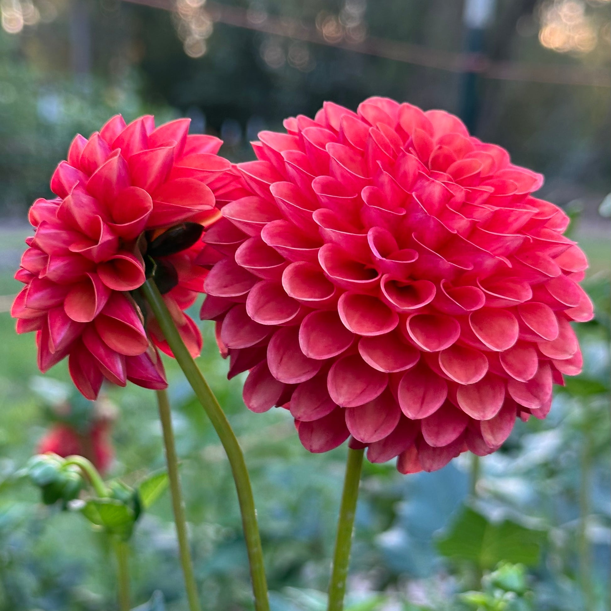 Pair of bronzy pink-orange mini-ball dahlia blooms, Valley Rust Bucket. 