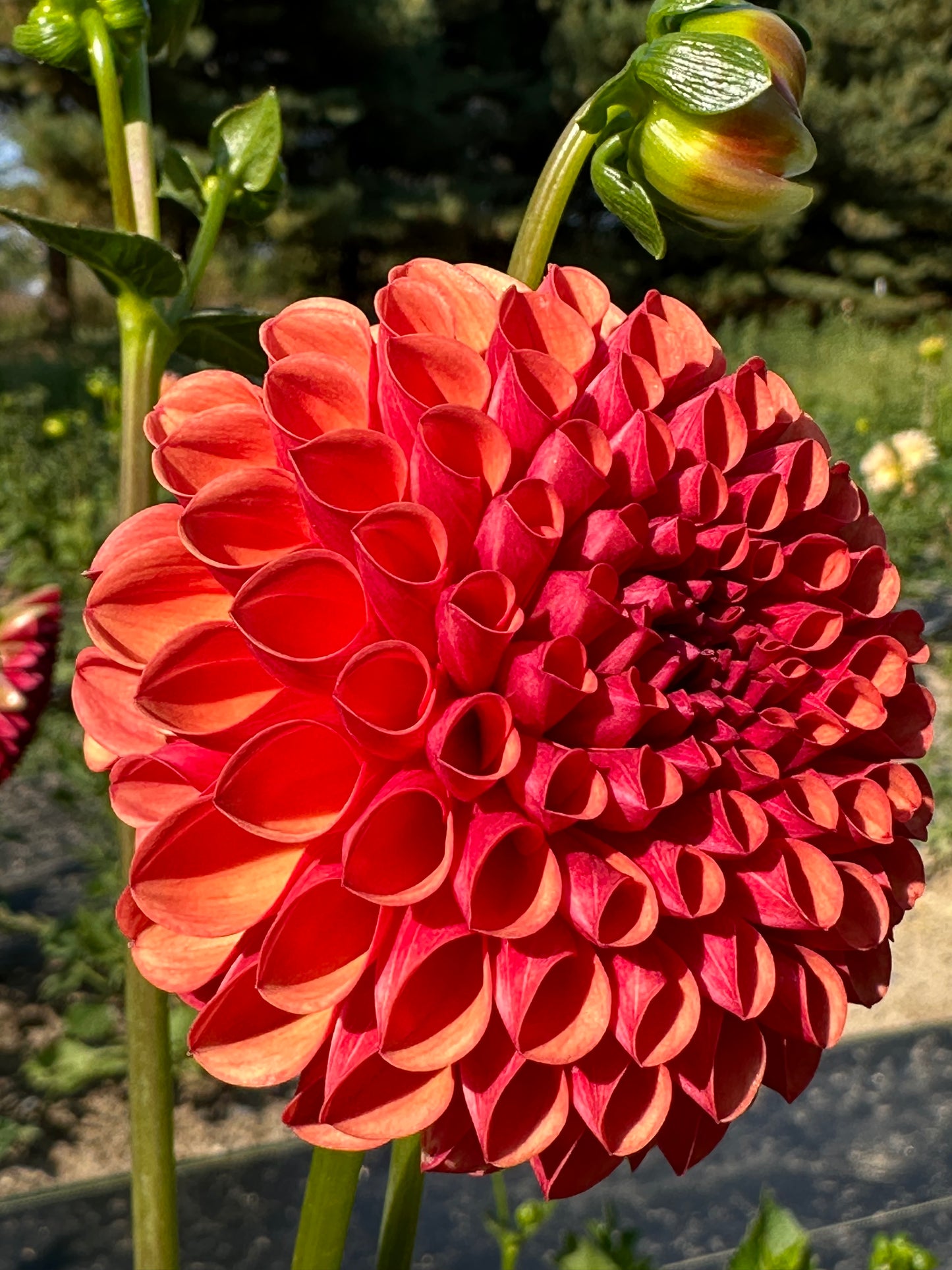 Rusty orange-red dahlia bloom, Valley Rust Bucket, about three-quarters open. 
