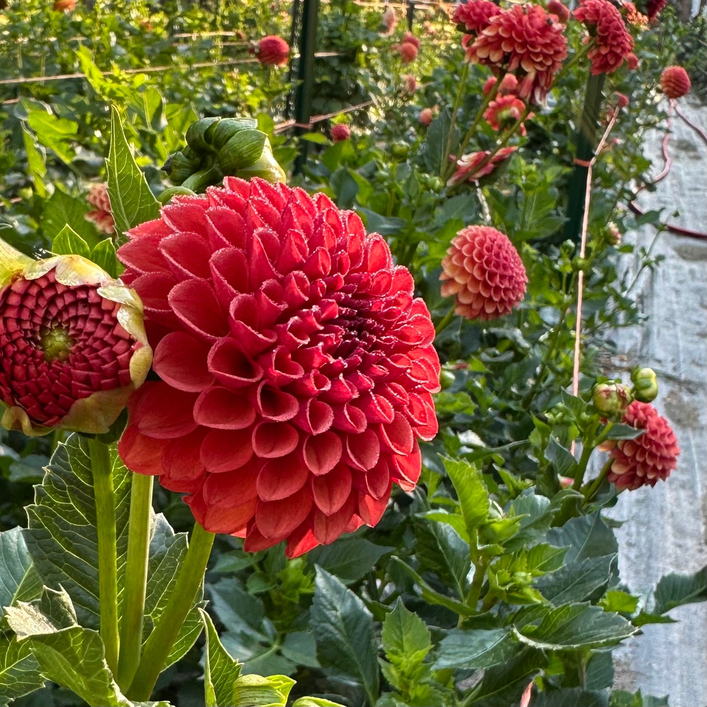 Rusty, orange-red dahlia blooms, Valley Rust Bucket, growing in the field at Brainy and The Beard Bloomstead. 