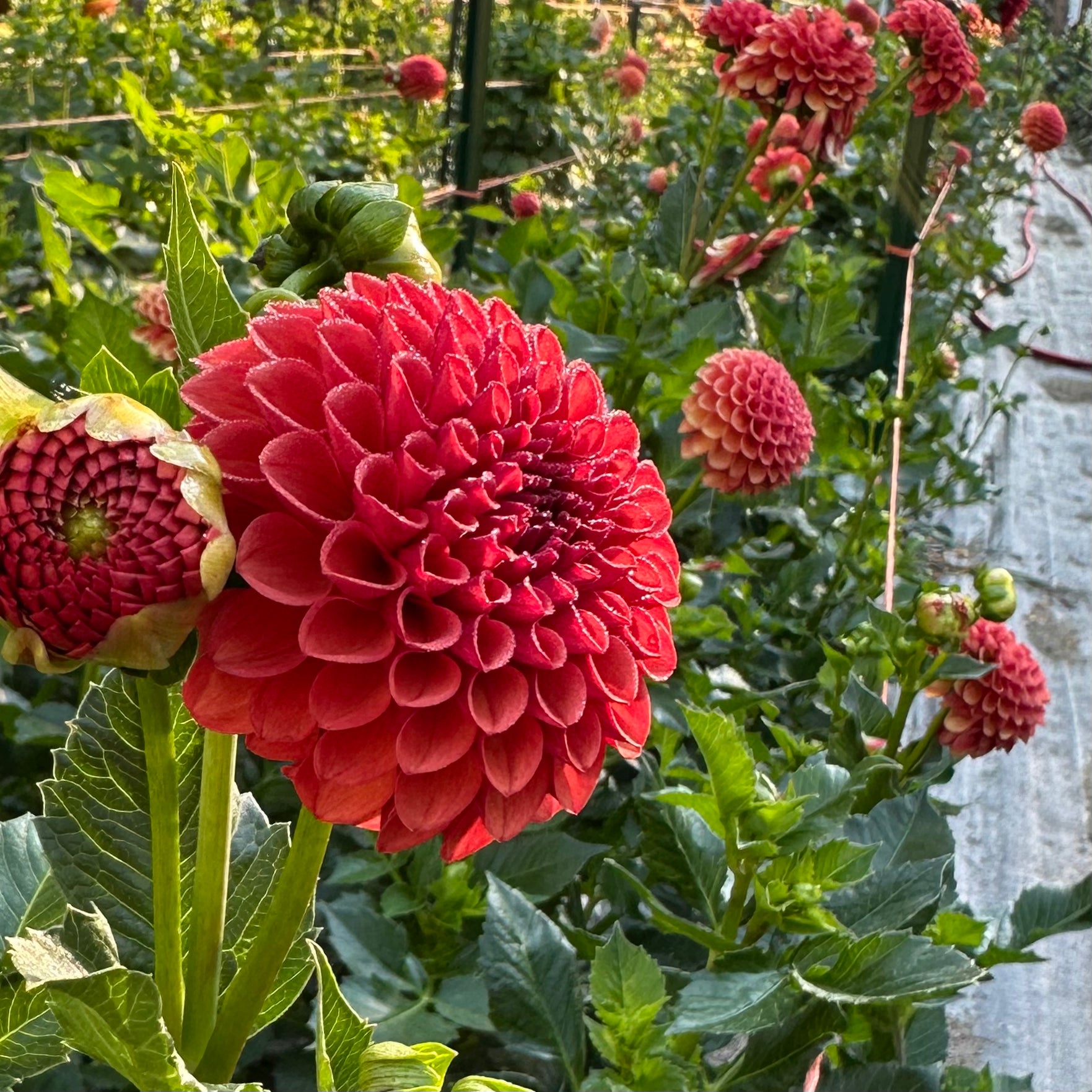 Rusty, orange-red dahlia blooms, Valley Rust Bucket, growing in the field at Brainy and The Beard Bloomstead. 