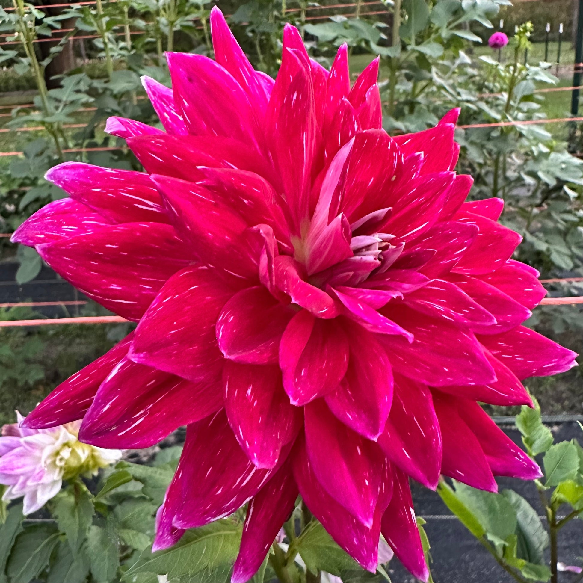 Striking, large, purple dahlia bloom with white specks throughout the petals, Wyn's Bewitched, growing in the field at Brainy and The Bloomstead. 