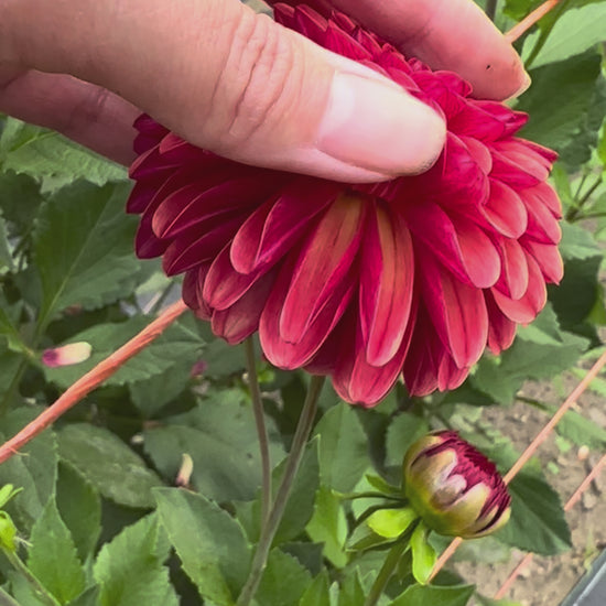 Video of Brainy's hand rolling the warm spice colored petals of a Ferncliff Cinnamon dahlia bloom. 