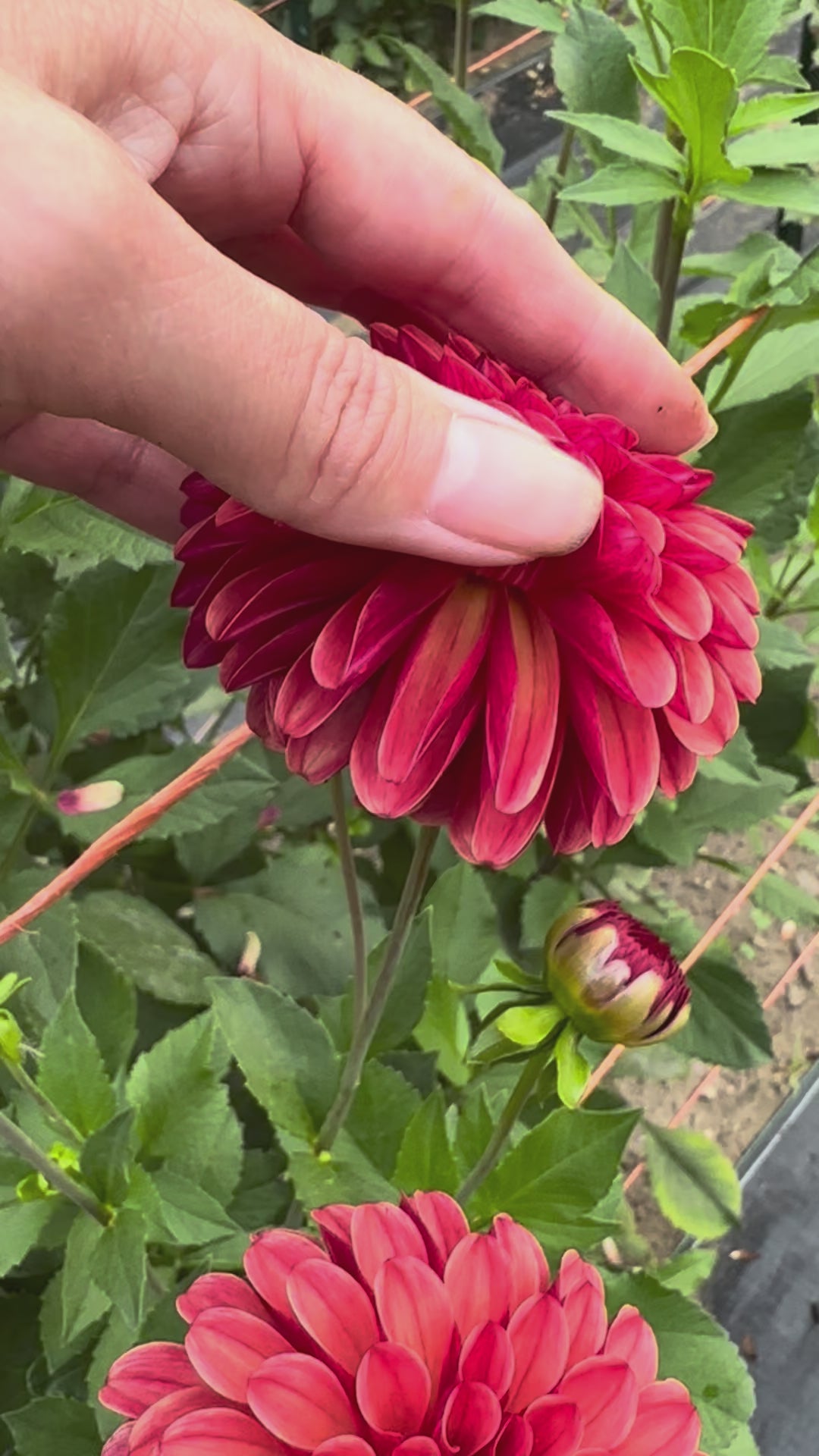 Video of Brainy's hand rolling the warm spice colored petals of a Ferncliff Cinnamon dahlia bloom. 